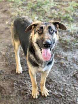 SHELLY -  German Shepherd Dog Dog for Adoption in Riverside, California - SHELLY | PetCurious
