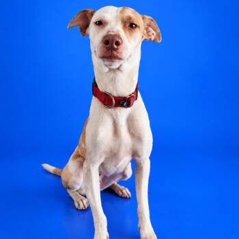 Karely -  Jack Russell Terrier and Rat Terrier Dog for Adoption in San Diego, California - Karely | PetCurious