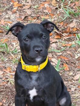 American Bulldog and Terrier Dogs Available for Adoption in Lakeland, Florida - Ember- Inga | PetCurious