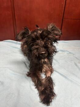 Mystique -  Schnauzer Dog for Adoption - Mystique | PetCurious