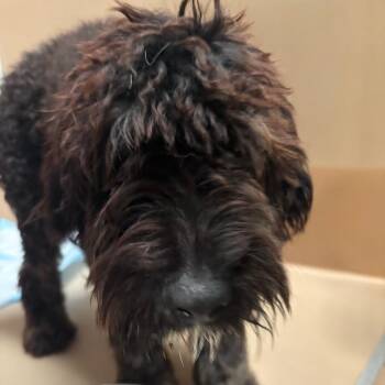 Baba -  Standard Poodle and Mixed Breed Dog for Adoption in Tulsa, Oklahoma - Baba | PetCurious