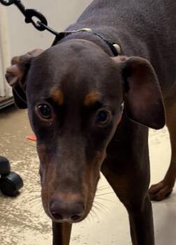 Freya -  Doberman Pinscher Dog Available for Adoption in Maryville, Tennessee - Freya | PetCurious