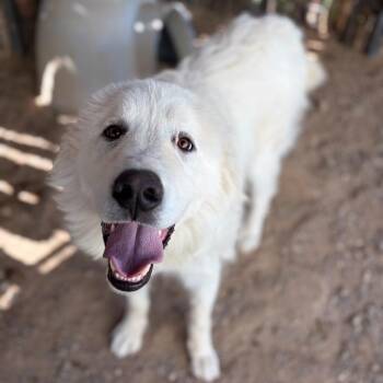 Yeti -  Great Pyrenees Dog for Adoption in Taos, New Mexico - Yeti | PetCurious
