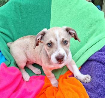 Fintano WA14460-T -  Dachshund and Labrador Retriever Dog for Adoption in Missouri City, Texas - Fintano WA14460-T | PetCurious