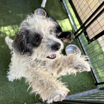 Terrier Dogs Available for Adoption - Andy | PetCurious