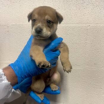 Draxx (Mist) -  Shepherd and Mixed Breed Dog for Adoption in Edinburg, Texas - Draxx (Mist) | PetCurious
