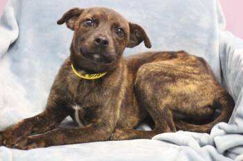 Tetra in NH. Come Meet our Adoptable Dogs Wednesday-Saturday. Mo -  Hound Dog for Adoption in Manchester, New Hampshire - Tetra In NH. Come Meet Our Adoptable Dogs Wednesday-Saturday. Mo | PetCurious