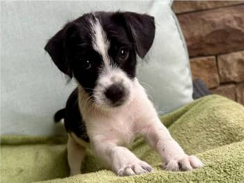Nemo -  Jack Russell Terrier Dog for Adoption in Sedalia, Colorado - Nemo | PetCurious