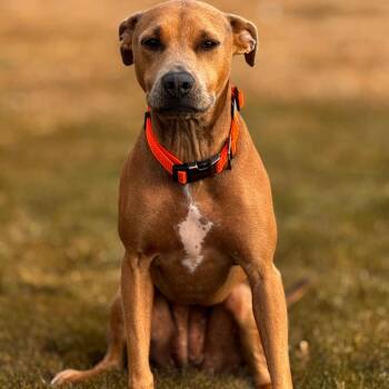 Peaches -  Mixed Breed Dog for Adoption in Idaho Falls, Idaho - Peaches | PetCurious