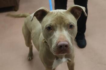 Mixed Breed Dogs Available for Adoption - DUKE | PetCurious