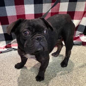 IVHS-Stray-140323 -  French Bulldog Dog for Adoption in San Gabriel, California - IVHS-Stray-140323 | PetCurious
