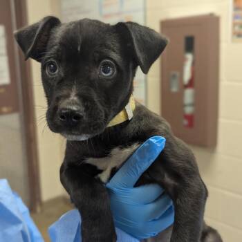 Fronkie -  Labrador Retriever and Mixed Breed Dog for Adoption in San Antonio, Texas - Fronkie | PetCurious