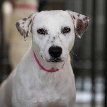 Mialee (AG26-106) -  Mixed Breed Dog for Adoption in Peyton, Colorado - Mialee (AG26-106) | PetCurious