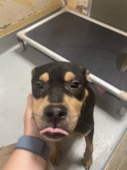 Rescue German Shepherd Dog and Mixed Breed Dogs for Adoption in Tulsa, Oklahoma - KENT | PetCurious