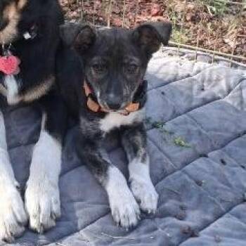 Shrew -  Mixed Breed Dog for Adoption in Flagstaff, Arizona - Shrew | PetCurious