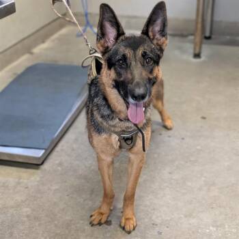 CHOFIS -  German Shepherd Dog Dog for Adoption in Camarillo, California - CHOFIS | PetCurious
