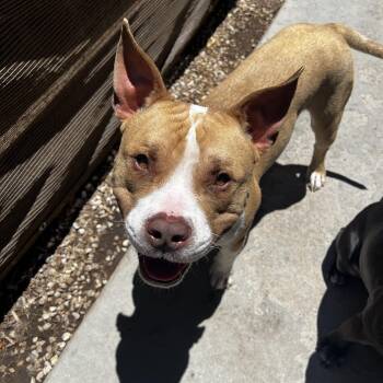 Quentin -  Pit Bull Terrier Dog for Adoption in Cool, California - Quentin | PetCurious