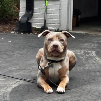 Koda -  American Staffordshire Terrier Dog for Adoption in Northville, Michigan - Koda | PetCurious