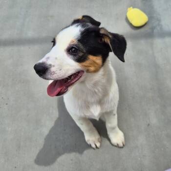 Shepherd and Mixed Breed Dogs Available for Adoption in Riverside, California - Mermaid | PetCurious