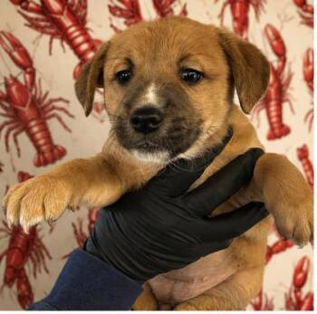 Hound and Mixed Breed Dogs Available for Adoption in West Memphis, Arkansas - Filet Gumbo | PetCurious
