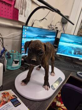 Boxer P3 -  Boxer Dog for Adoption in Pahrump, Nevada - Boxer P3 | PetCurious