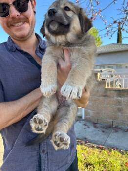 Golden Retriever and Great Pyrenees Dogs Available for Adoption - Spark | PetCurious