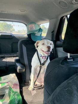 Pit Bull Terrier Dogs Available for Adoption - Drip | PetCurious