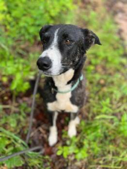Rescue Cattle Dog Dogs for Adoption in Spring, Texas - Cari | PetCurious