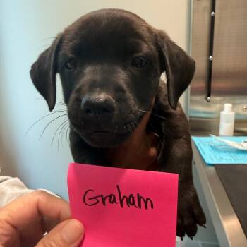 Graham 22408 -  Labrador Retriever and Mixed Breed Dog for Adoption in Cumming, Georgia - Graham 22408 | PetCurious