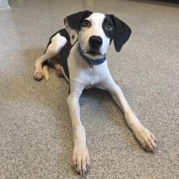 Flint -  Mixed Breed Dog for Adoption in Lansing, Michigan - Flint | PetCurious