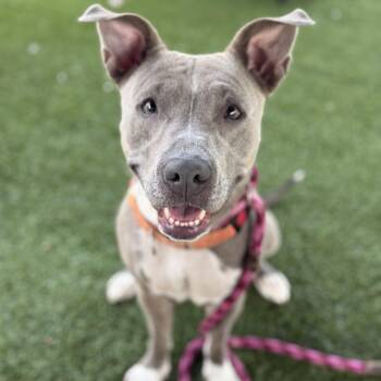 Lucy -  Pit Bull Terrier Dog for Adoption in Eatontown, New Jersey - Lucy | PetCurious