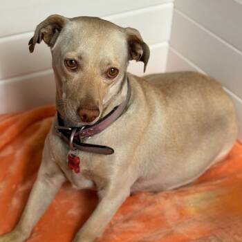 Twilight -  Chihuahua and Terrier Dog for Adoption in San Diego, California - Twilight | PetCurious