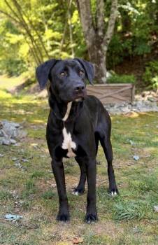 Bruce -  Labrador Retriever and Mixed Breed Dog for Adoption in Dahlonega, Georgia - Bruce | PetCurious