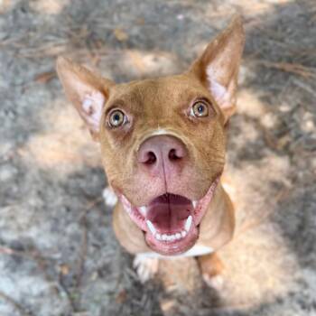 Fruitloop -  Mixed Breed Dog for Adoption in Milton, Florida - Fruitloop | PetCurious