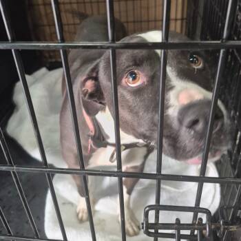 Rescue Mixed Breed Dogs for Adoption in Columbus, Georgia - 11/15/2025-Owned-GinnyAvenue"MarleyMae" | PetCurious