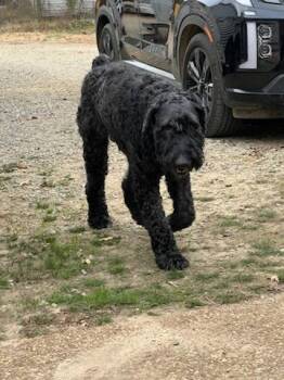 Rescue Standard Schnauzer and Standard Poodle Dogs for Adoption in Byhalia, Mississippi - BOONE | PetCurious