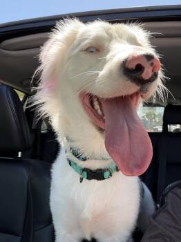 Stormy -  Border Collie Dog for Adoption in Ventura, California - Stormy | PetCurious