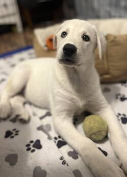 Husky and Labrador Retriever Dogs Available for Adoption - Avalanche | PetCurious