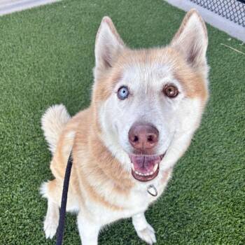 Nola -  Husky and Mixed Breed Dog for Adoption in Saint Joseph, Missouri - Nola | PetCurious