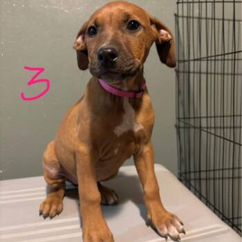 Doberman Pinscher and Boxer Dogs Available for Adoption - Cristina | PetCurious