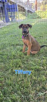 Tiffany -  Belgian Shepherd Malinois and Doberman Pinscher Dog for Adoption in Woodland, California - Tiffany | PetCurious