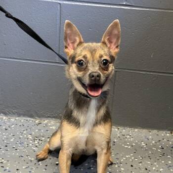 Millie -  Chihuahua and Mixed Breed Dog for Adoption in Tuscaloosa, Alabama - Millie | PetCurious
