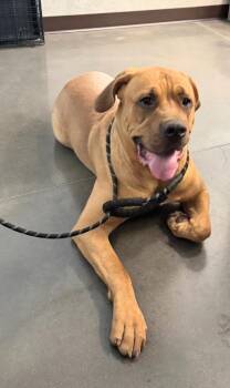 Bubble Gum -  Mastiff Dog for Adoption in Clarksville, Tennessee - Bubble Gum | PetCurious