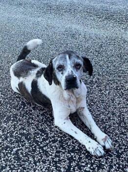 Gertie -  Beagle Dog for Adoption in Bolivar, Missouri - Gertie | PetCurious