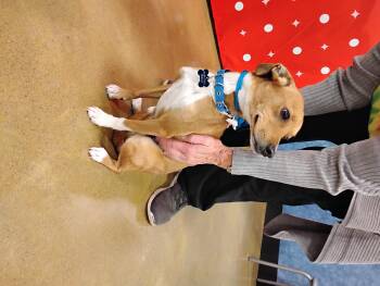 Rescue Chihuahua Dogs for Adoption in Tulsa, Oklahoma - Skipper | PetCurious