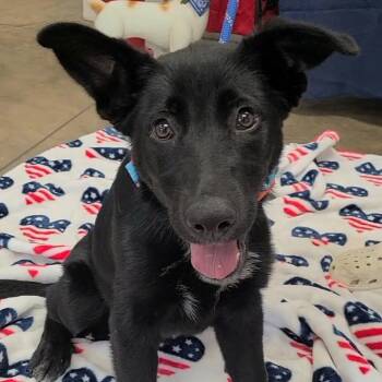 German Shepherd Dog Dogs Available for Adoption in Woolwich, Maine - Ace | PetCurious