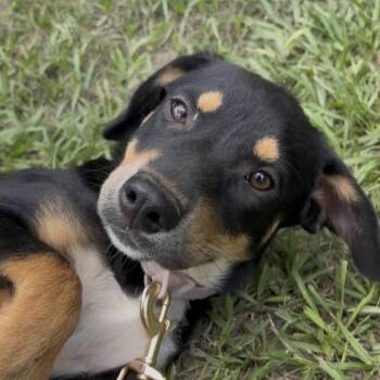 Maeve -  German Shepherd Dog Dog for Adoption in Cleveland, Texas - Maeve | PetCurious