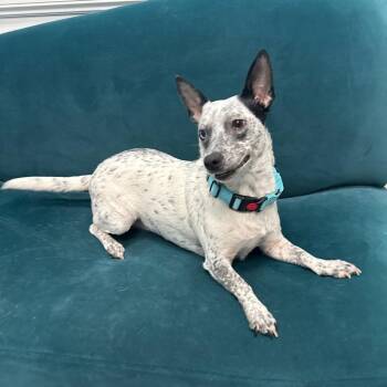 Doma -  Mixed Breed Dog for Adoption in Houston, Texas - Doma | PetCurious