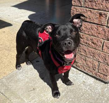 Pit Bull Terrier and Labrador Retriever Dogs Available for Adoption in Vandergrift, Pennsylvania - HANNIBAL Tinycauseadopt@gmail.com  | PetCurious