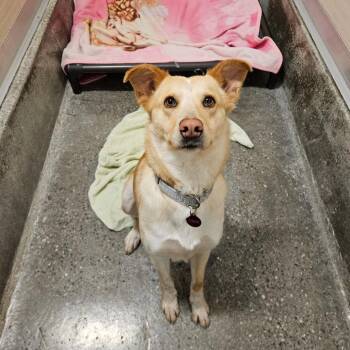 Border Collie Dogs Available for Adoption - Katracho | PetCurious